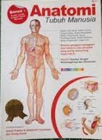 Anatomi Tubuh Manusia